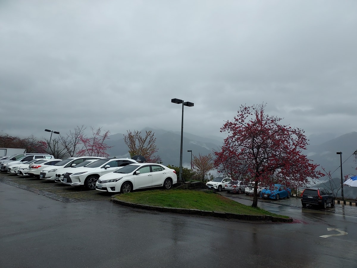 南投清境┃一日行程 下大雨跳過清境農場直接去武嶺 狂風暴雨只有5度很冷 小瑞士花園吃拉麵 山櫻開的美 - 第7張圖 南投清境┃一日行程 下大雨跳過清境農場直接去武嶺 狂風暴雨只有5度很冷 小瑞士花園吃拉麵 山櫻開的美
