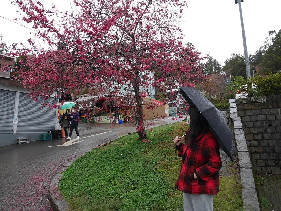 南投清境┃一日行程 下大雨跳過清境農場直接去武嶺 狂風暴雨只有5度很冷 小瑞士花園吃拉麵 山櫻開的美 - 第11張圖 南投清境┃一日行程 下大雨跳過清境農場直接去武嶺 狂風暴雨只有5度很冷 小瑞士花園吃拉麵 山櫻開的美