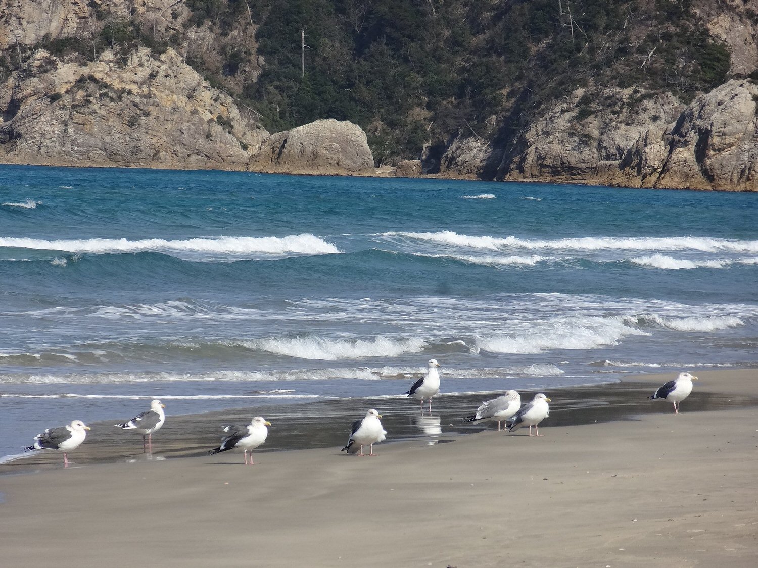 潔西的日本出差故事(第一次出差去鳥取下篇) 猛者蝦 和牛涮涮鍋 白兔神社 浦富海岸 拍不完的照片