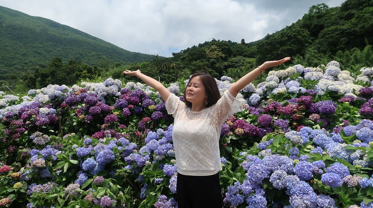 台北北投賞花┃陽明山「高家繡球花」第二園區 坐公車也要早點去排 人很多早點去比較好
