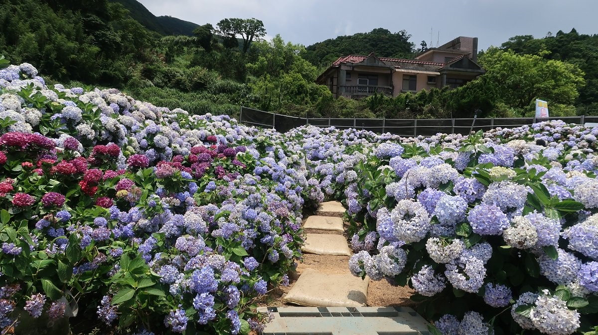 台北北投賞花┃陽明山「高家繡球花」第二園區 坐公車也要早點去排 人很多早點去比較好