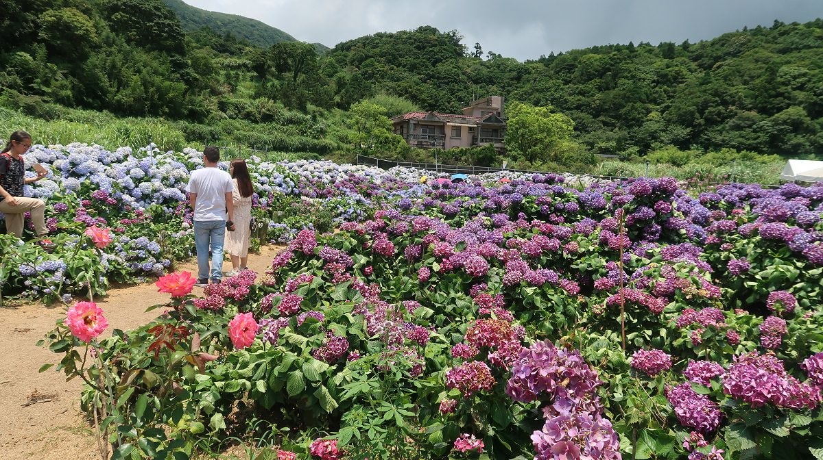 台北北投賞花┃陽明山「高家繡球花」第二園區 坐公車也要早點去排 人很多早點去比較好