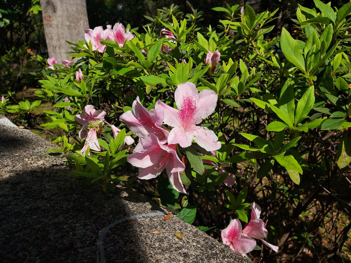 聲帶長繭┃從聲帶瘜肉變長繭 醫院嗓音治療 西藥中藥 澎大海等都試 吞嚥卡卡 無法久說快話長說 歷程分享
