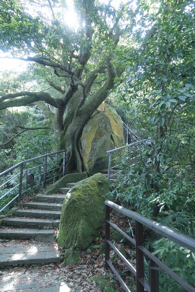 台北爬山┃一個人走「象山步道」圖多 拇指山山頂101風景太美 一個早上走完 六巨石 一個人走步道
