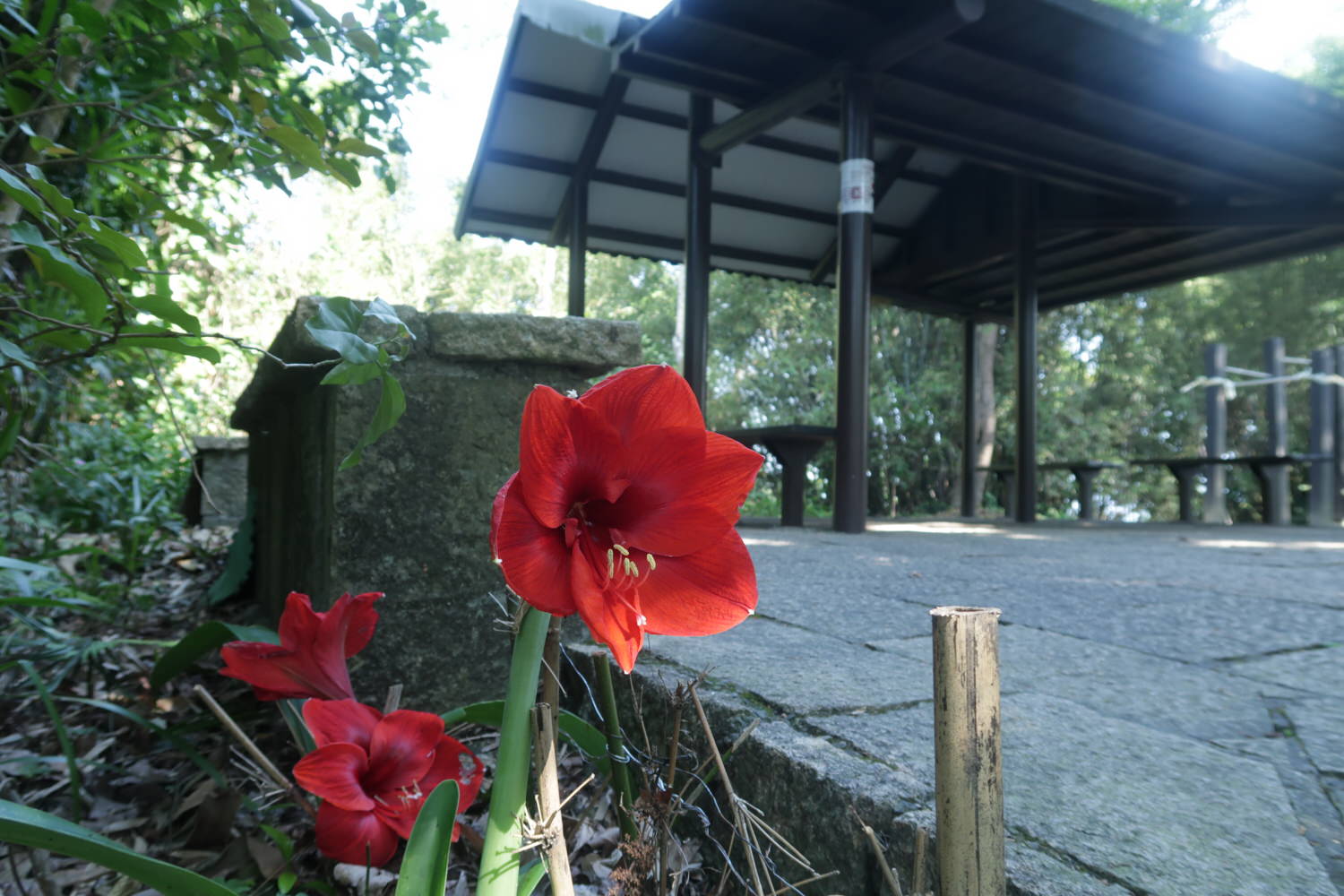 台北爬山┃一個人走「象山步道」圖多 拇指山山頂101風景太美 一個早上走完 六巨石 一個人走步道