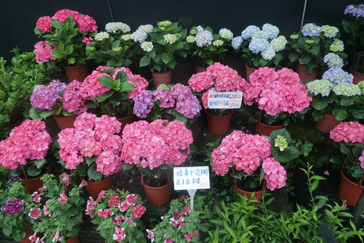 (台北賞花)2022春之海芋(瑞美海芋園) 陽明山竹子湖 純白優雅 介紹捷運石牌搭公車 採海芋快來喔!!