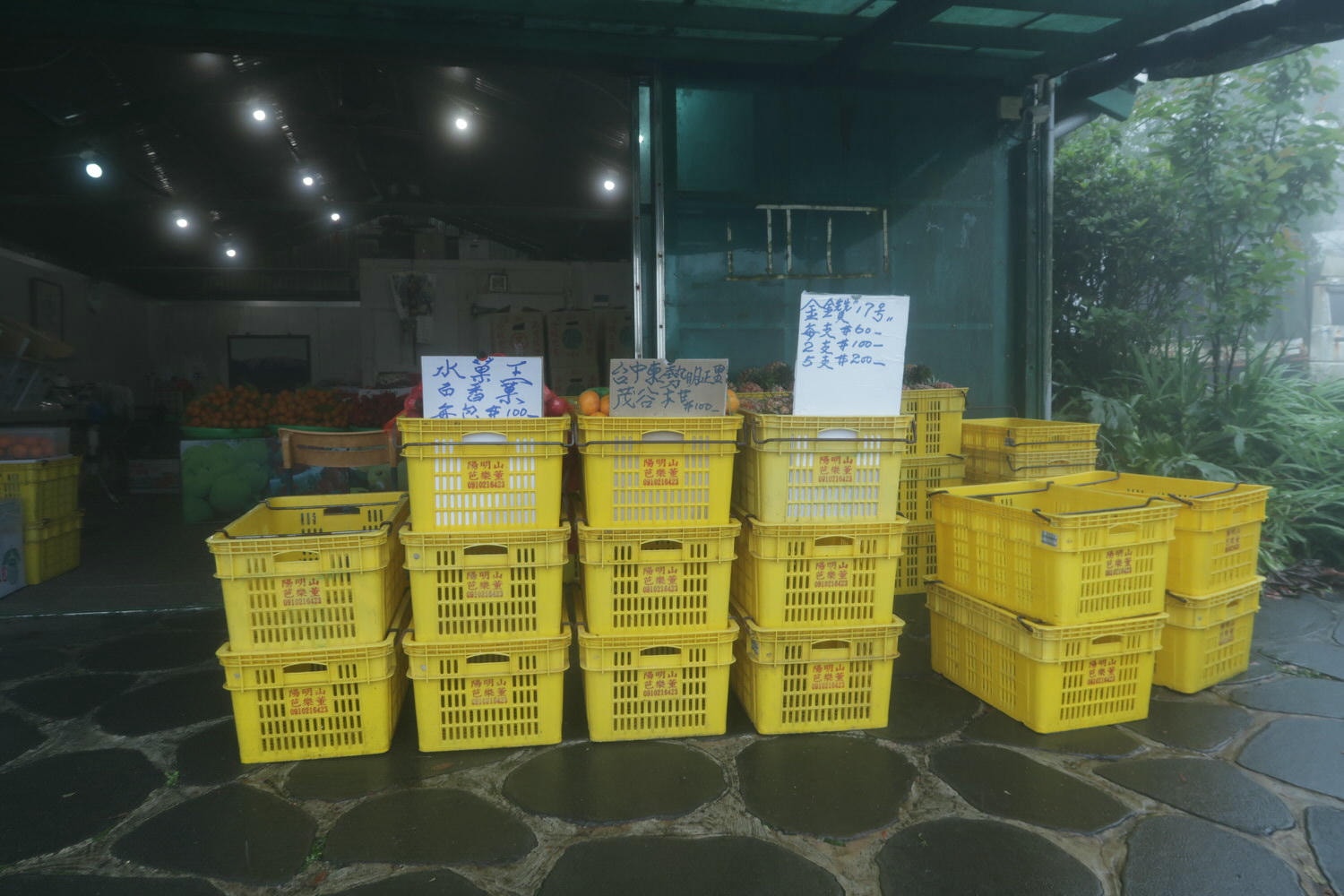 (台北賞花)2022春之海芋(瑞美海芋園) 陽明山竹子湖 純白優雅 介紹捷運石牌搭公車 採海芋快來喔!!