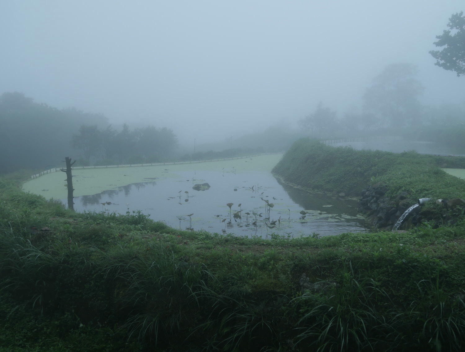 (台北賞花)2022春之海芋(瑞美海芋園) 陽明山竹子湖 純白優雅 介紹捷運石牌搭公車 採海芋快來喔!!