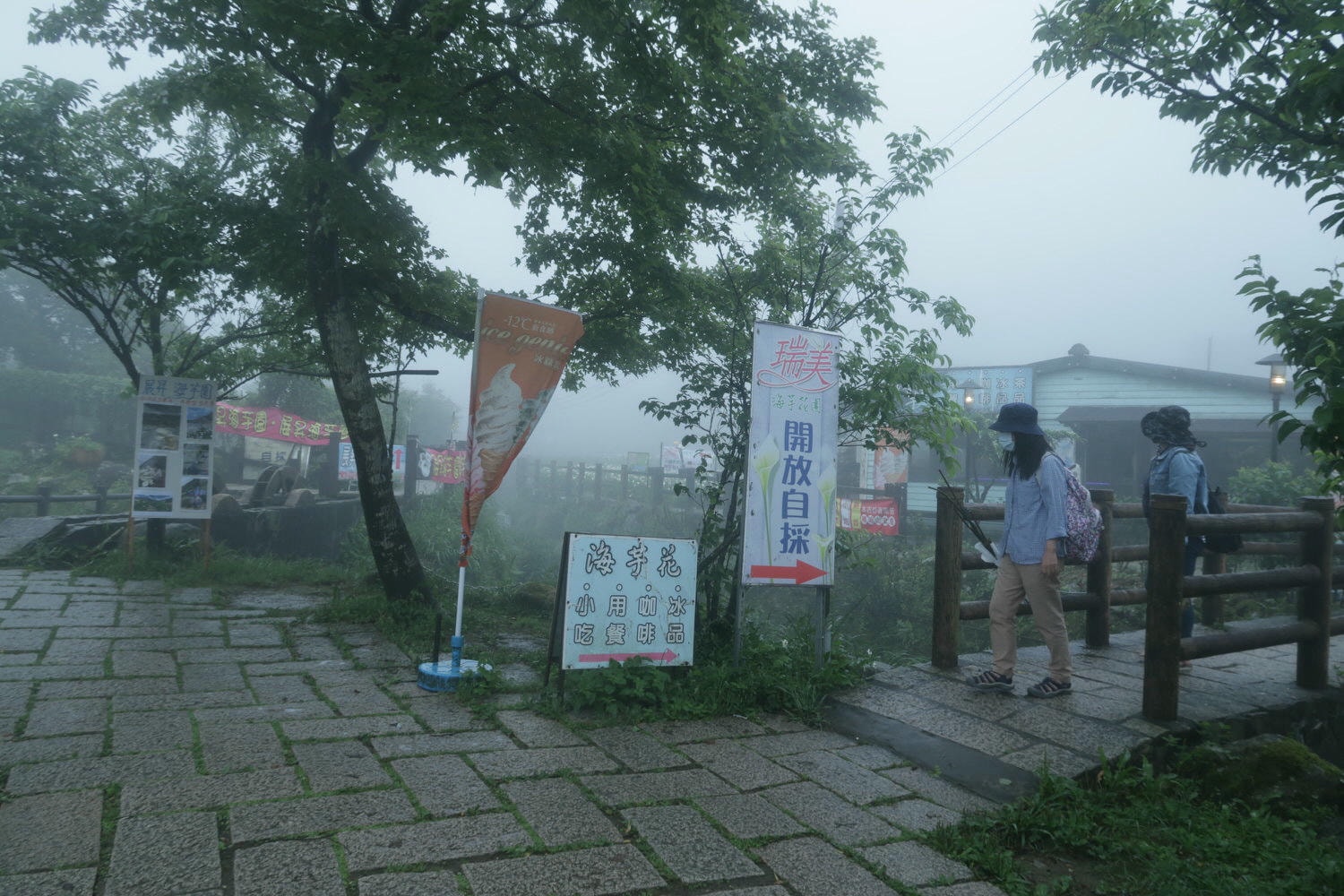 (台北賞花)2022春之海芋(瑞美海芋園) 陽明山竹子湖 純白優雅 介紹捷運石牌搭公車 採海芋快來喔!!