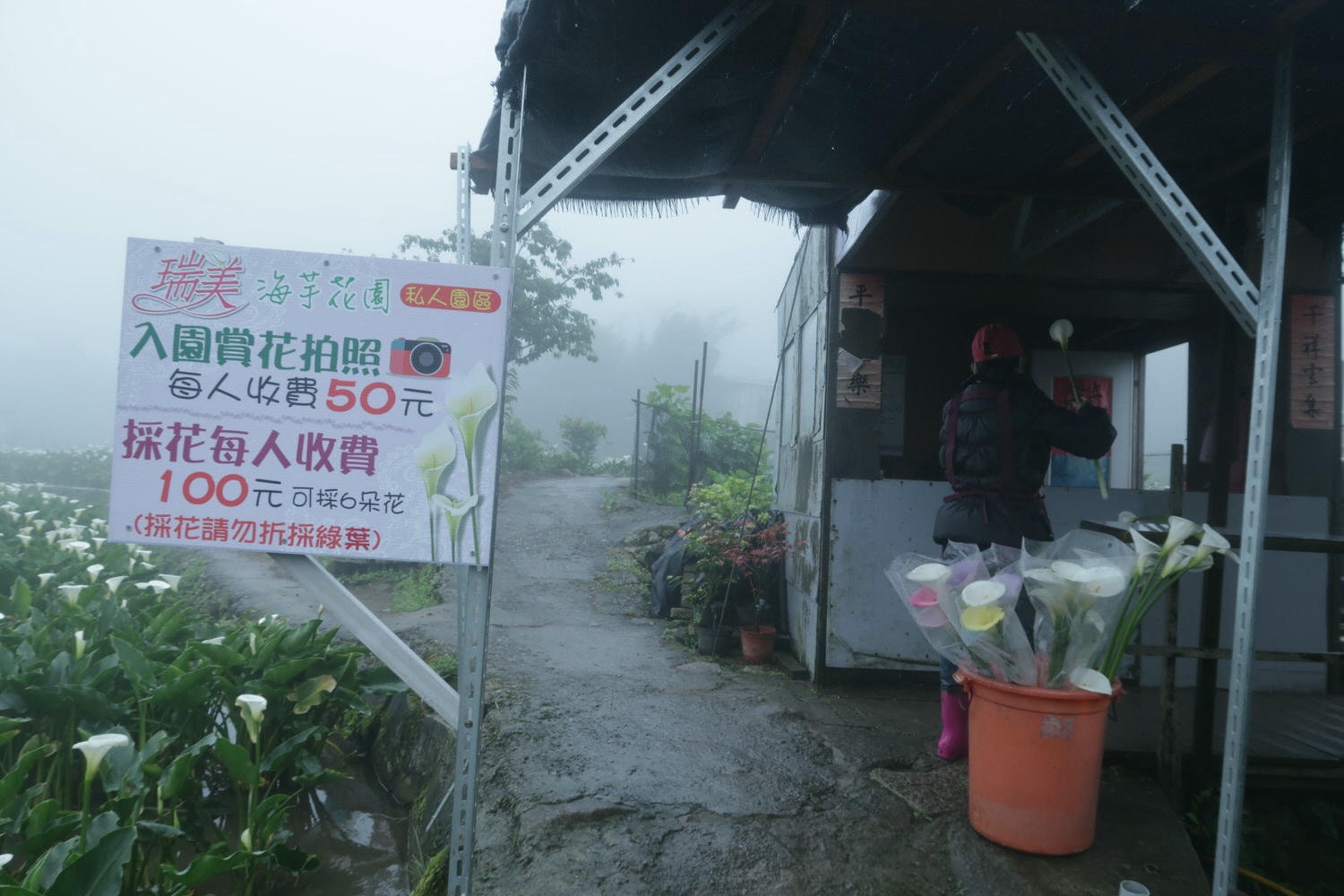 (台北賞花)2022春之海芋(瑞美海芋園) 陽明山竹子湖 純白優雅 介紹捷運石牌搭公車 採海芋快來喔!!