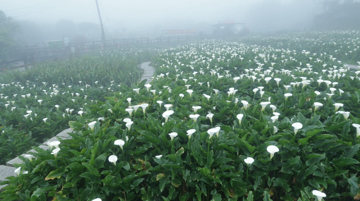 (台北賞花)2022春之海芋(瑞美海芋園) 陽明山竹子湖 純白優雅 介紹捷運石牌搭公車 採海芋快來喔!!
