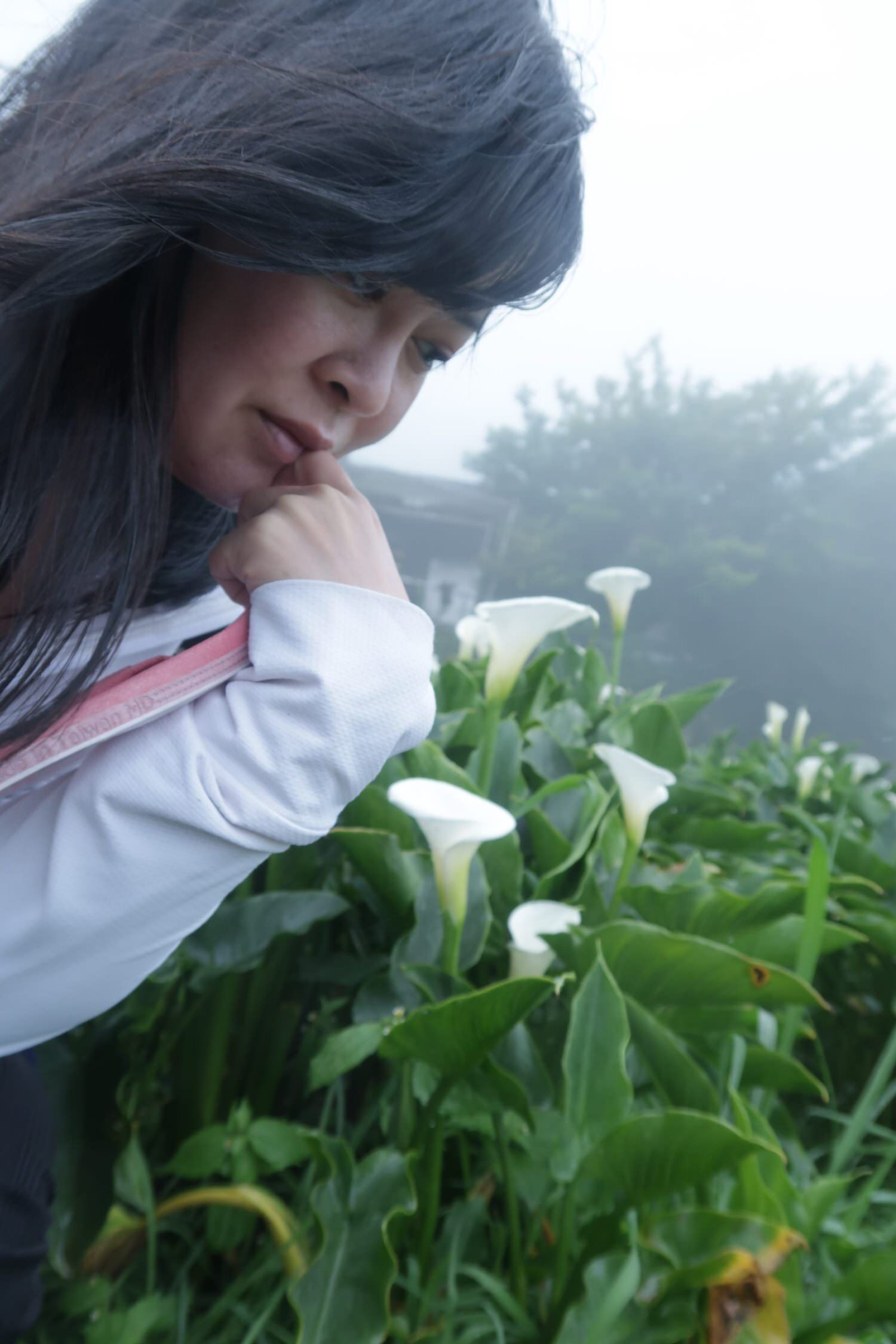 (台北賞花)2022春之海芋(瑞美海芋園) 陽明山竹子湖 純白優雅 介紹捷運石牌搭公車 採海芋快來喔!!