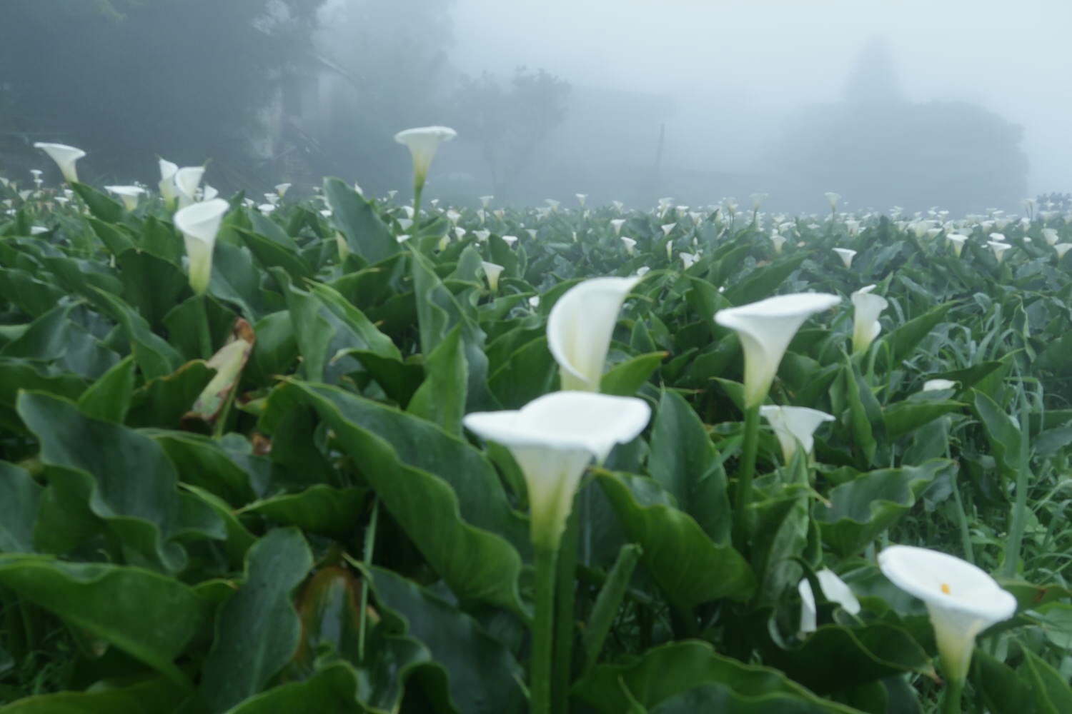 (台北賞花)2022春之海芋(瑞美海芋園) 陽明山竹子湖 純白優雅 介紹捷運石牌搭公車 採海芋快來喔!!