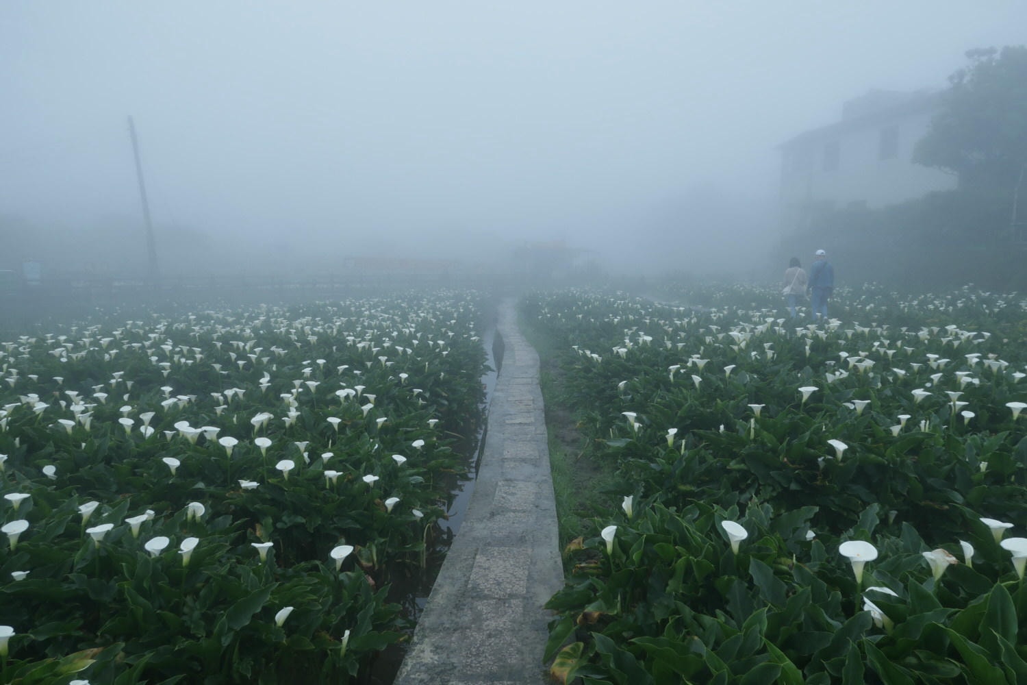 (台北賞花)2022春之海芋(瑞美海芋園) 陽明山竹子湖 純白優雅 介紹捷運石牌搭公車 採海芋快來喔!!