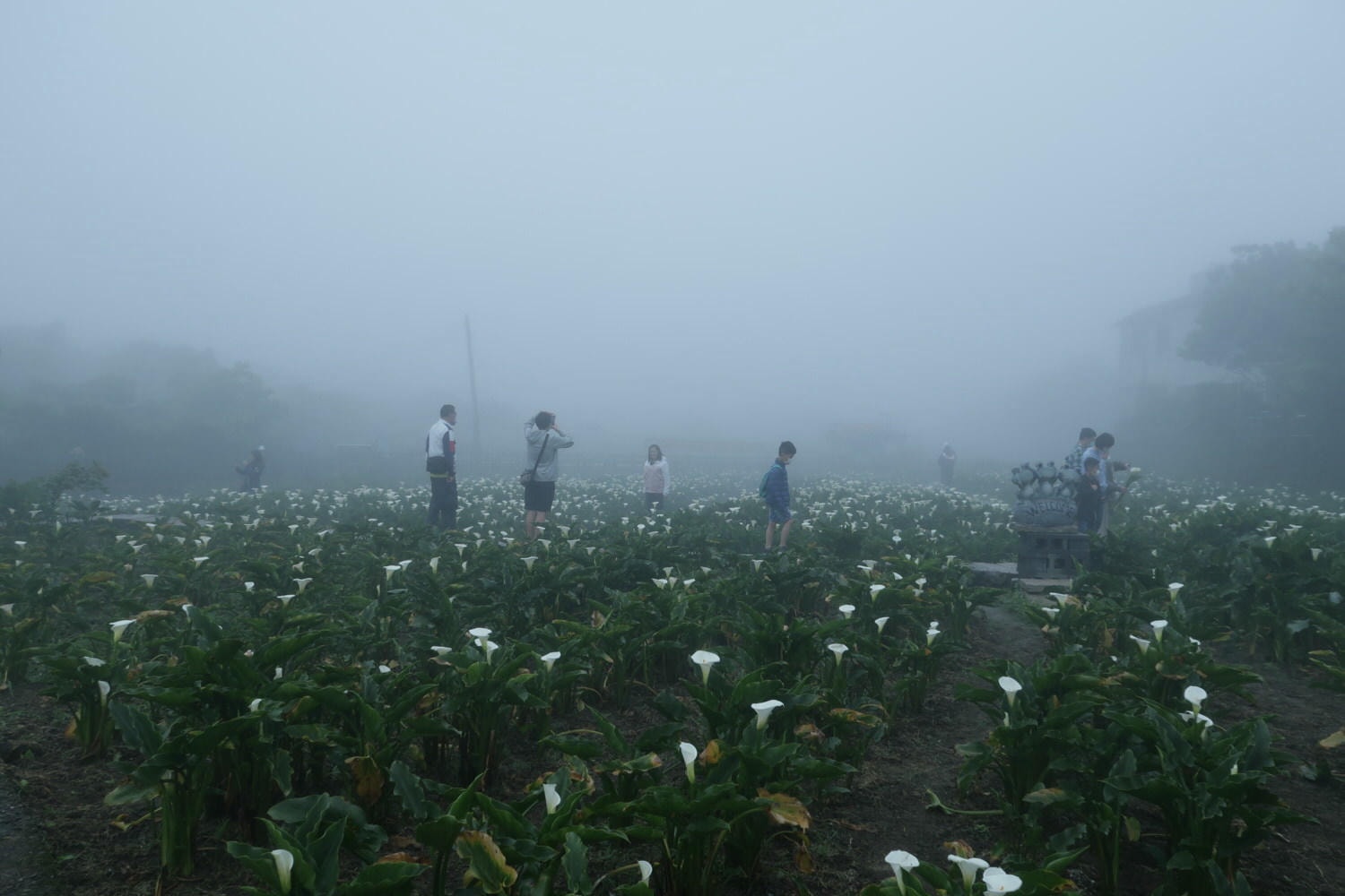 (台北賞花)2022春之海芋(瑞美海芋園) 陽明山竹子湖 純白優雅 介紹捷運石牌搭公車 採海芋快來喔!!