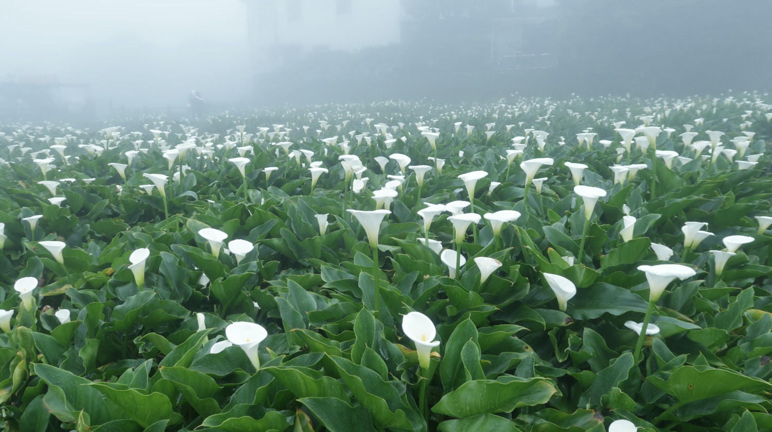 (台北賞花)2022春之海芋(瑞美海芋園) 陽明山竹子湖 純白優雅 介紹捷運石牌搭公車 採海芋快來喔!!