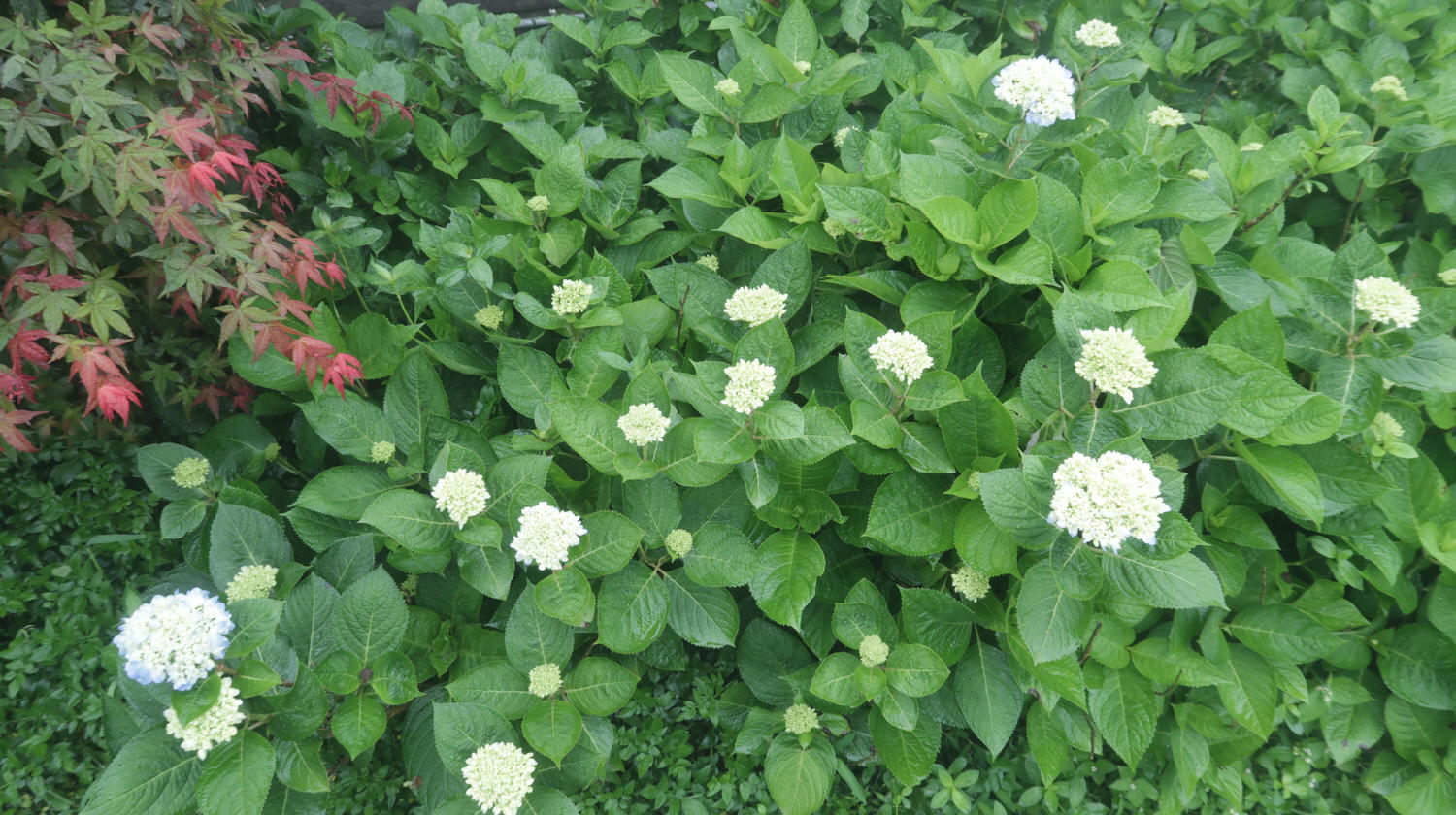 (台北賞花)2022春之海芋(瑞美海芋園) 陽明山竹子湖 純白優雅 介紹捷運石牌搭公車 採海芋快來喔!!