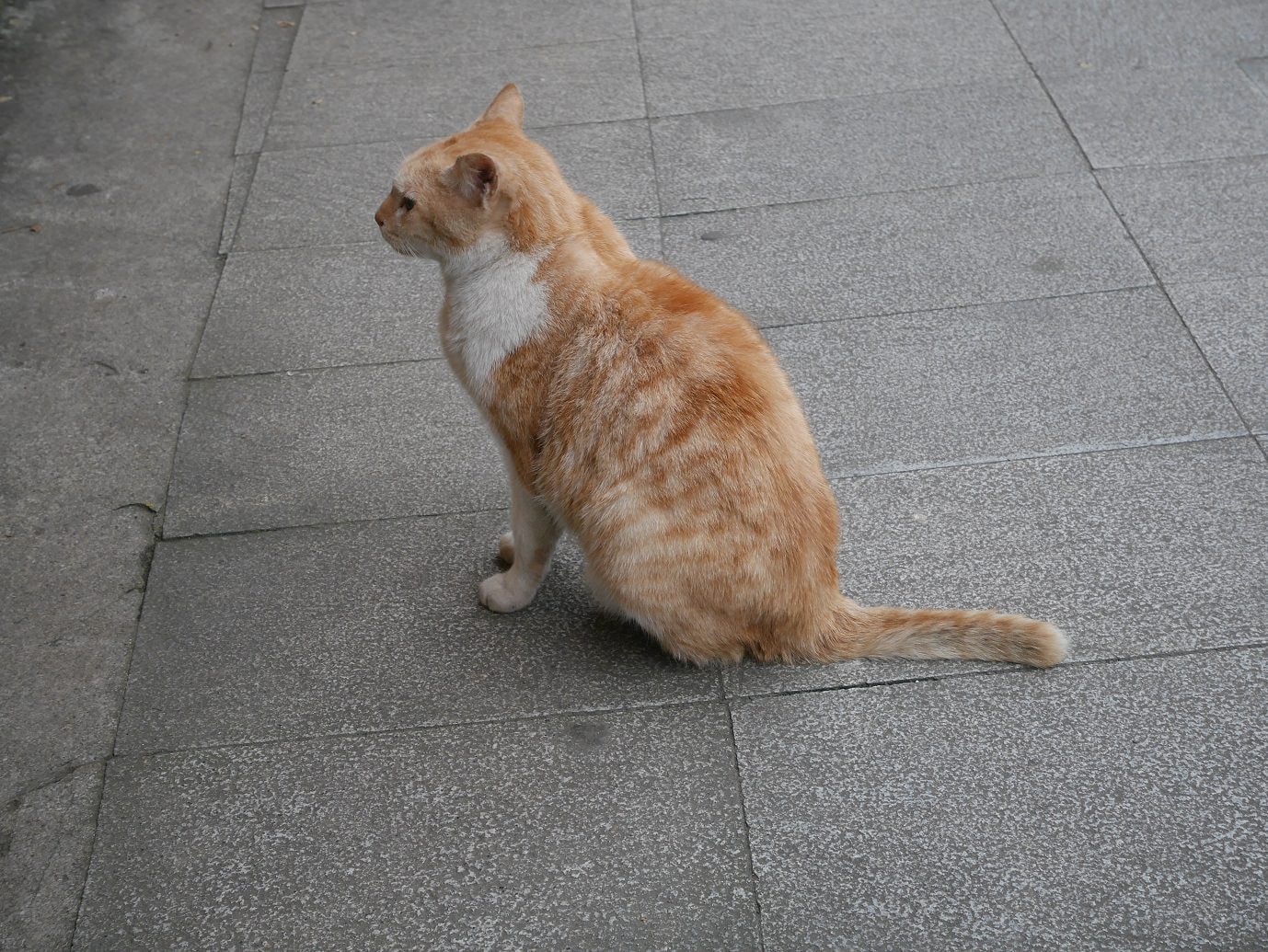 新北東北角︱夜宿車泊醒來就是海 貢寮金沙灣海濱公園+基隆潮境公園+九份 一日行程 媽咪早午餐蔥抓餅讚