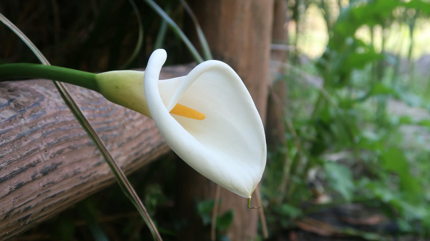 (台北賞花)2022春之海芋(瑞美海芋園) 陽明山竹子湖 純白優雅 介紹捷運石牌搭公車 採海芋快來喔!!