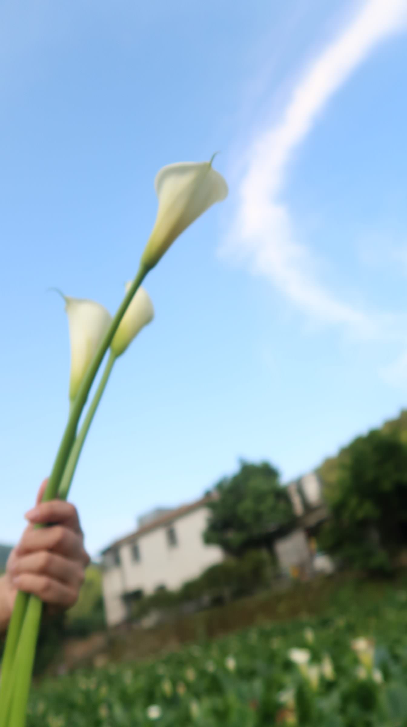 (台北賞花)2022春之海芋(瑞美海芋園) 陽明山竹子湖 純白優雅 介紹捷運石牌搭公車 採海芋快來喔!!