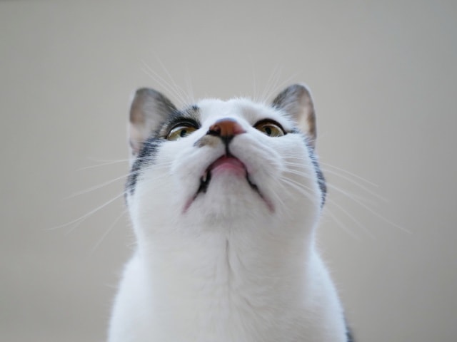 日本職場潛規則︱因為準時下班?而被裁? 其實日本人沒告訴你的還有聞空氣(察言觀色) - 第2張圖 日本職場潛規則︱因為準時下班?而被裁? 其實日本人沒告訴你的還有聞空氣(察言觀色)