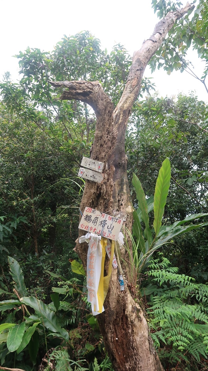 新北爬山┃公車可達 新店銀河洞越嶺登山步道 瀑布仙氣逼人 鵝角格山登頂 走去木柵貓空泡茶 - 第17張圖 新北爬山┃公車可達 新店銀河洞越嶺登山步道 瀑布仙氣逼人 鵝角格山登頂 走去木柵貓空泡茶