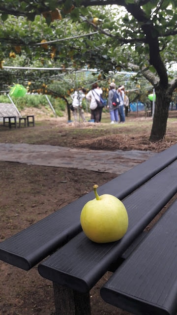 日本山陰山陽︱我愛的鳥取 三小時計程車2000日幣 白兔神社祈求結緣 砂丘滑砂板好玩 和牛火鍋 砂場咖啡