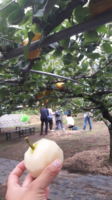 日本山陰山陽︱我愛的鳥取 三小時計程車2000日幣 白兔神社祈求結緣 砂丘滑砂板好玩 和牛火鍋 砂場咖啡