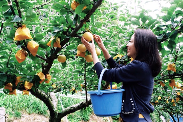 日本山陰山陽︱我愛的鳥取 三小時計程車2000日幣 白兔神社祈求結緣 砂丘滑砂板好玩 和牛火鍋 砂場咖啡