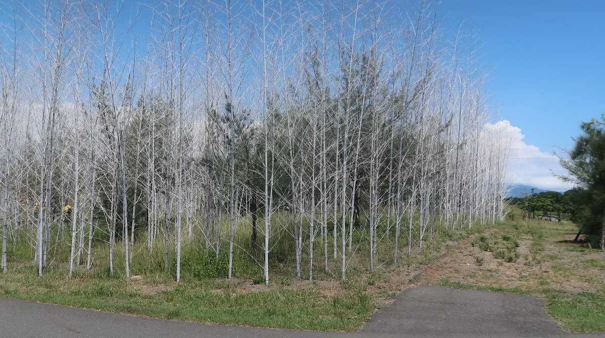 宜蘭壯圍︱一日行程 壯圍沙丘園區彷彿走入藝術祭 公車直達 橘之鄉蜜餞館伴手禮 好買又好拍