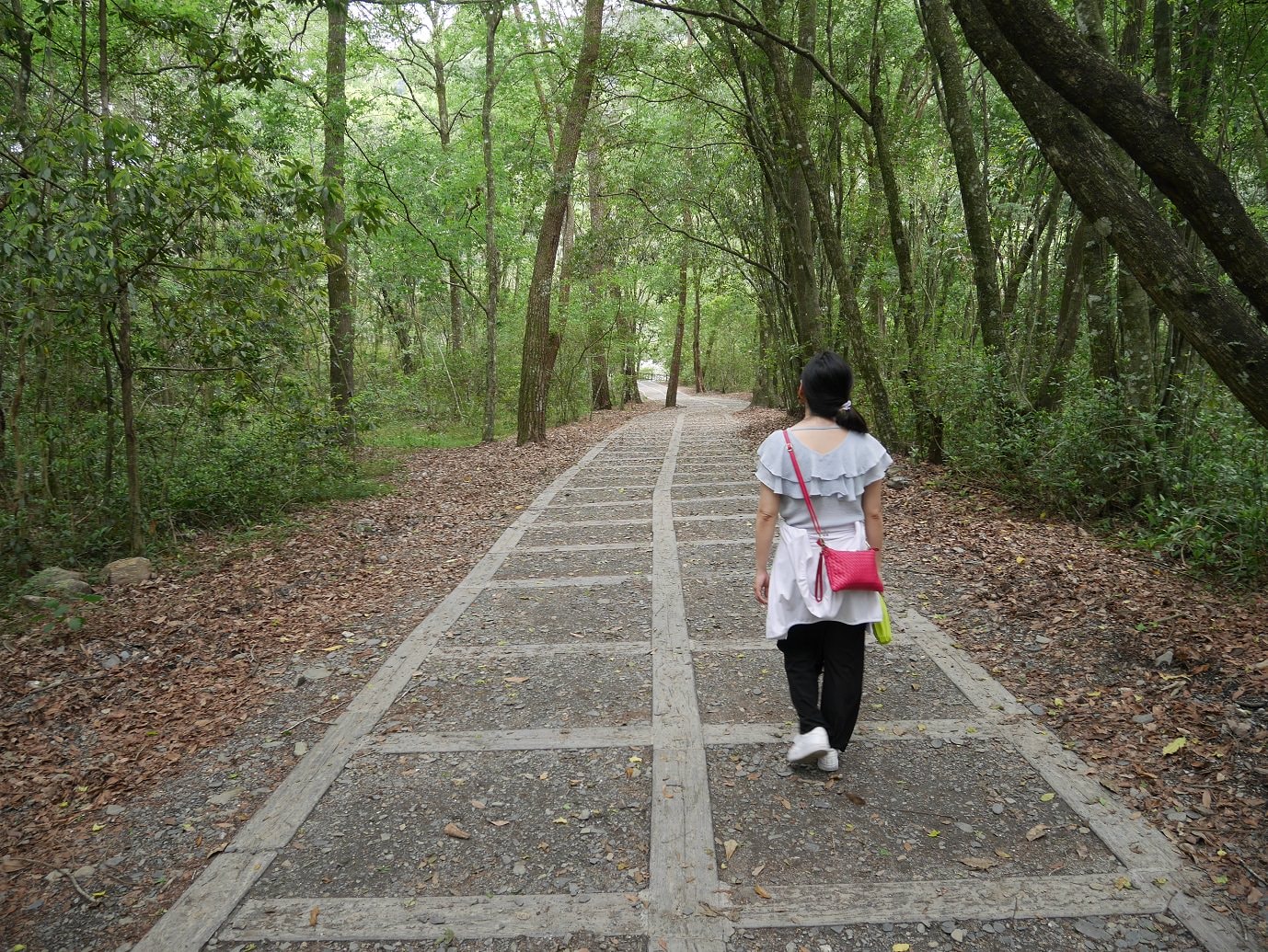南投仁愛埔里┃奧萬大國家森林遊樂區+全台最美暨南大學 一日行程 夏涼秋賞楓中部一日散步