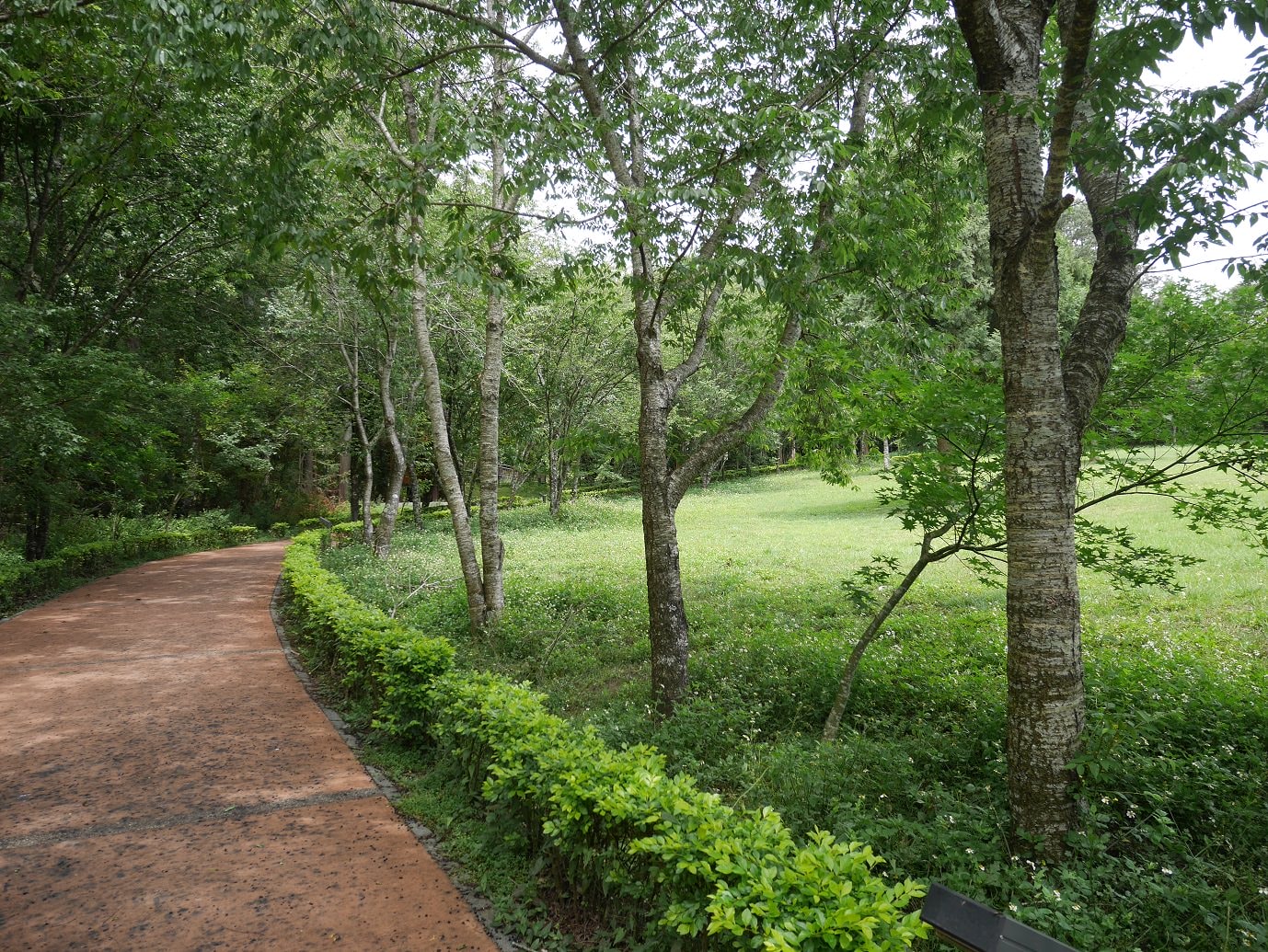 南投仁愛埔里┃奧萬大國家森林遊樂區+全台最美暨南大學 一日行程 夏涼秋賞楓中部一日散步