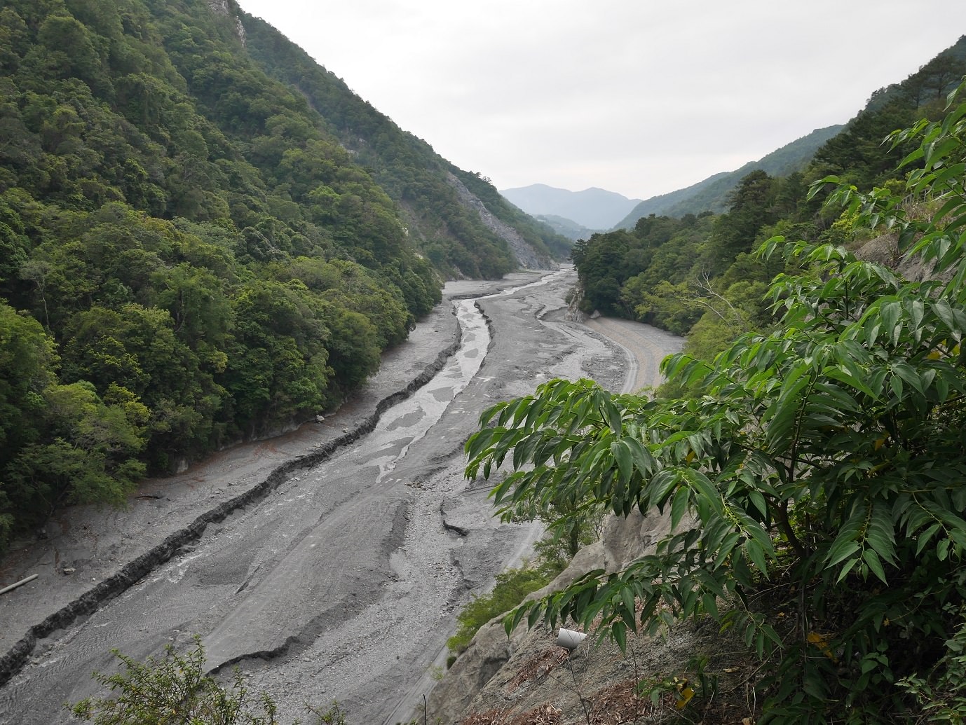 南投仁愛埔里┃奧萬大國家森林遊樂區+全台最美暨南大學 一日行程 夏涼秋賞楓中部一日散步