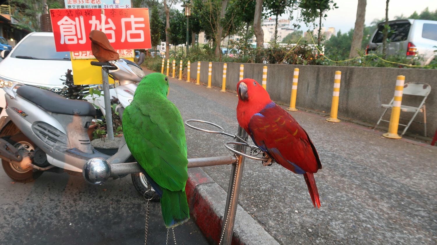 南投魚池┃一日行程求緣份  月老廟龍鳳宮+單車遊日月潭 景色喜美遇見落雨松好浪漫