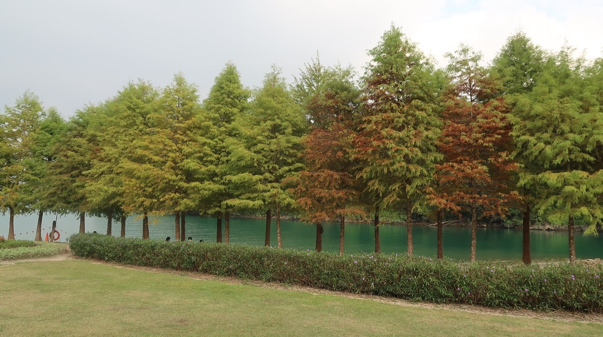 南投魚池┃一日行程求緣份  月老廟龍鳳宮+單車遊日月潭 景色喜美遇見落雨松好浪漫