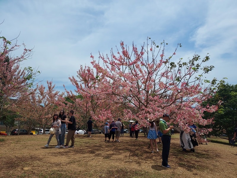 南投仁愛埔里┃奧萬大國家森林遊樂區+全台最美暨南大學 一日行程 夏涼秋賞楓中部一日散步
