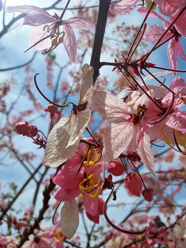 南投仁愛埔里┃奧萬大國家森林遊樂區+全台最美暨南大學 一日行程 夏涼秋賞楓中部一日散步