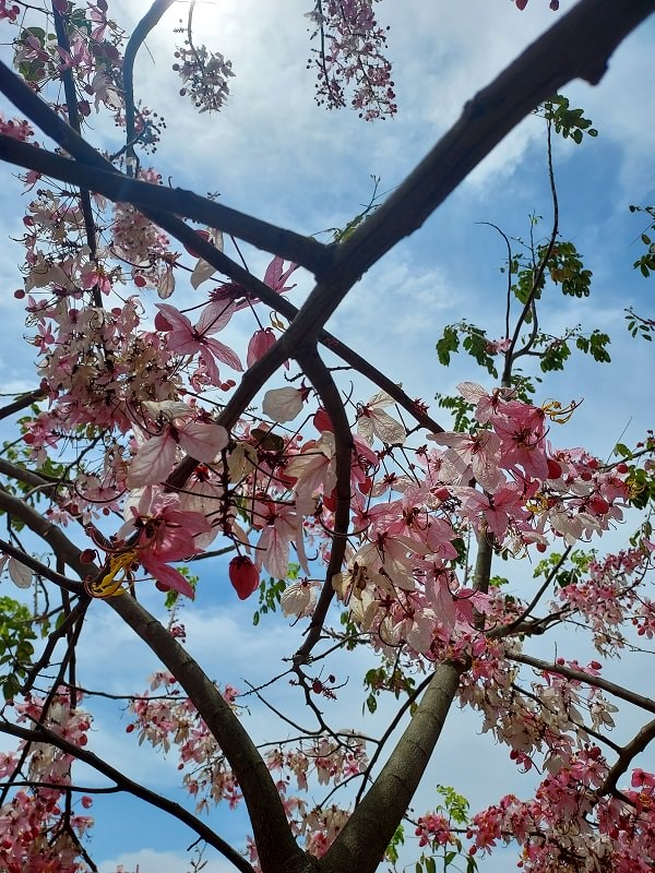 南投仁愛埔里┃奧萬大國家森林遊樂區+全台最美暨南大學 一日行程 夏涼秋賞楓中部一日散步