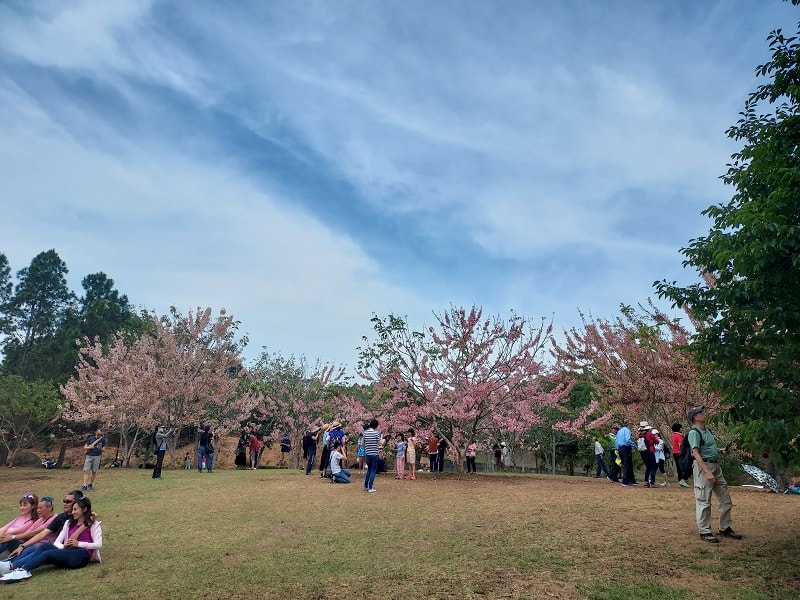 南投仁愛埔里┃奧萬大國家森林遊樂區+全台最美暨南大學 一日行程 夏涼秋賞楓中部一日散步