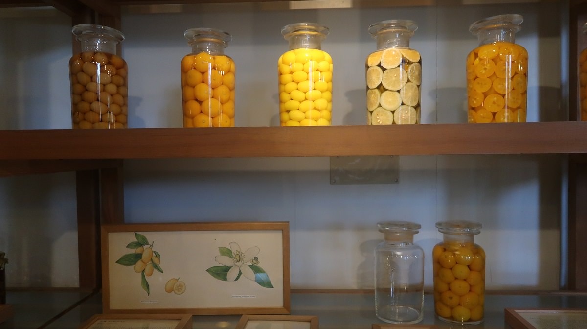 宜蘭壯圍︱一日行程 壯圍沙丘園區彷彿走入藝術祭 公車直達 橘之鄉蜜餞館伴手禮 好買又好拍