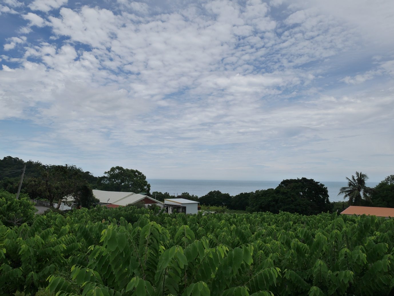 台東市區︱一日免門票行程 台東海濱公園+加路蘭海岸+太麻里櫻木花道平交道 拍好拍滿 超實在一日遊