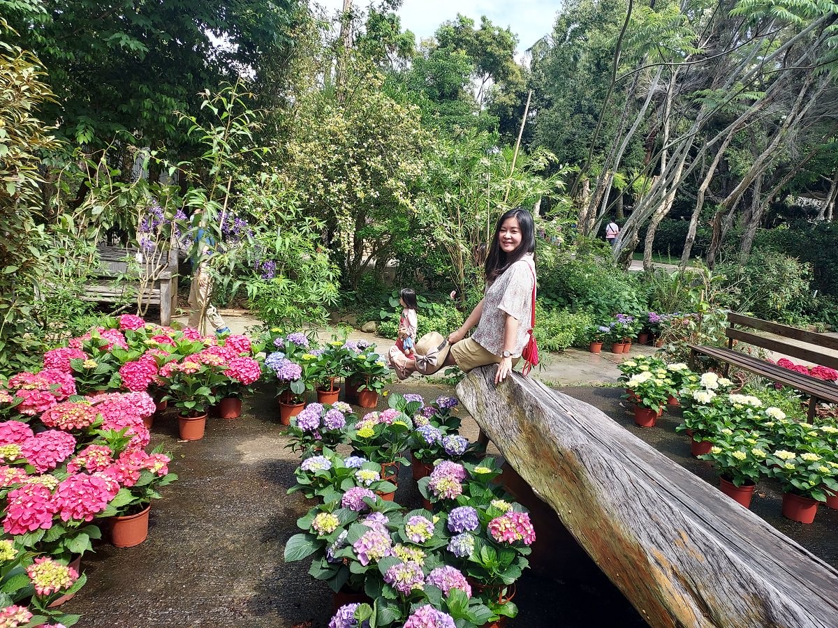 苗栗賞花┃一日行程 卓蘭花露農場 向日葵繡球花玫瑰 拍照姿勢這樣加分 迷你汶水老街有fu~ - 第23張圖 苗栗賞花┃一日行程 卓蘭花露農場 向日葵繡球花玫瑰 拍照姿勢這樣加分 迷你汶水老街有fu~