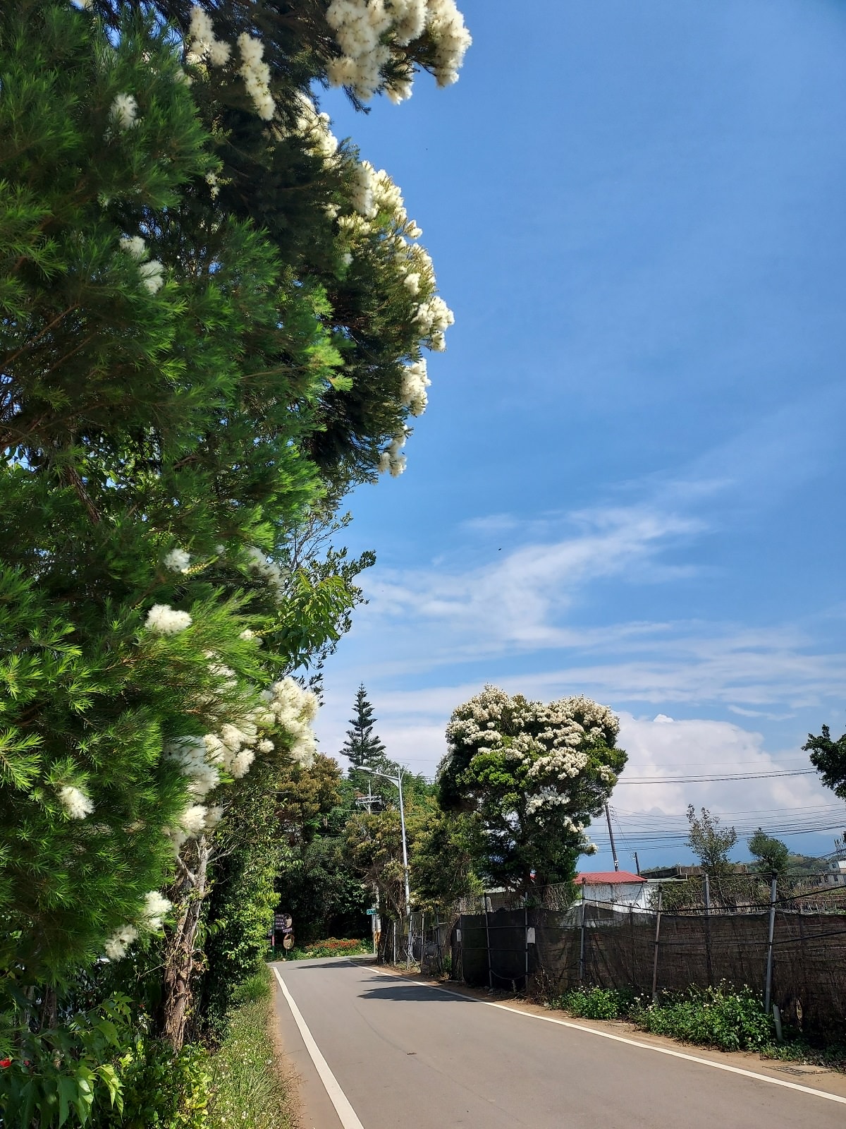 苗栗賞花┃一日行程 卓蘭花露農場 向日葵繡球花玫瑰 拍照姿勢這樣加分 迷你汶水老街有fu~ - 第15張圖 苗栗賞花┃一日行程 卓蘭花露農場 向日葵繡球花玫瑰 拍照姿勢這樣加分 迷你汶水老街有fu~