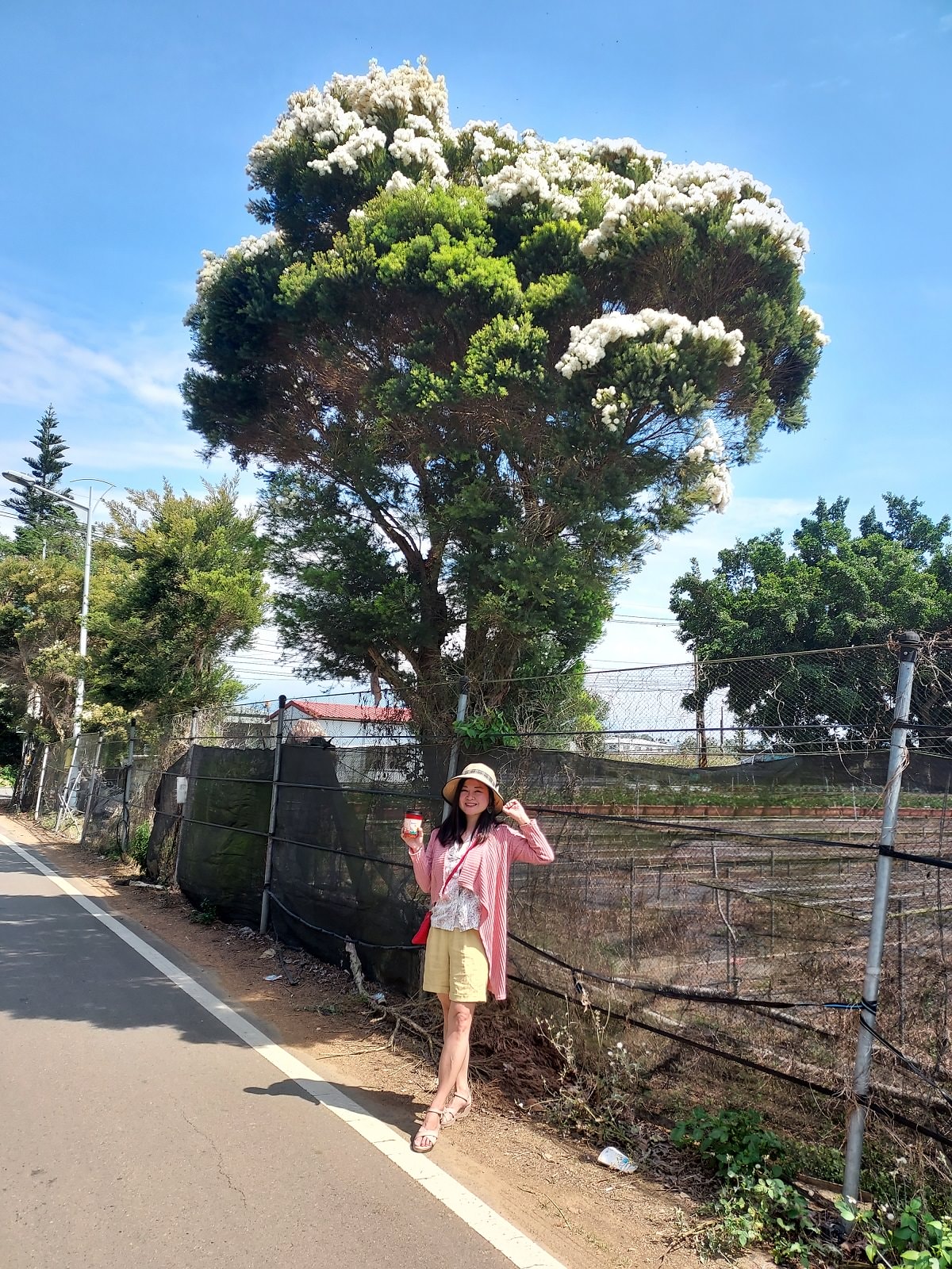 苗栗賞花┃一日行程 卓蘭花露農場 向日葵繡球花玫瑰 拍照姿勢這樣加分 迷你汶水老街有fu~ - 第16張圖 苗栗賞花┃一日行程 卓蘭花露農場 向日葵繡球花玫瑰 拍照姿勢這樣加分 迷你汶水老街有fu~