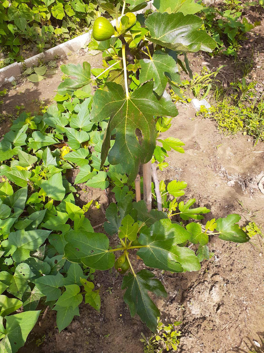 生活分享︱爸爸種菜日常越來越精彩  芭樂贏過菜市場 茄子皮薄超香 蔥直接炒也好吃 無農菜用心認證