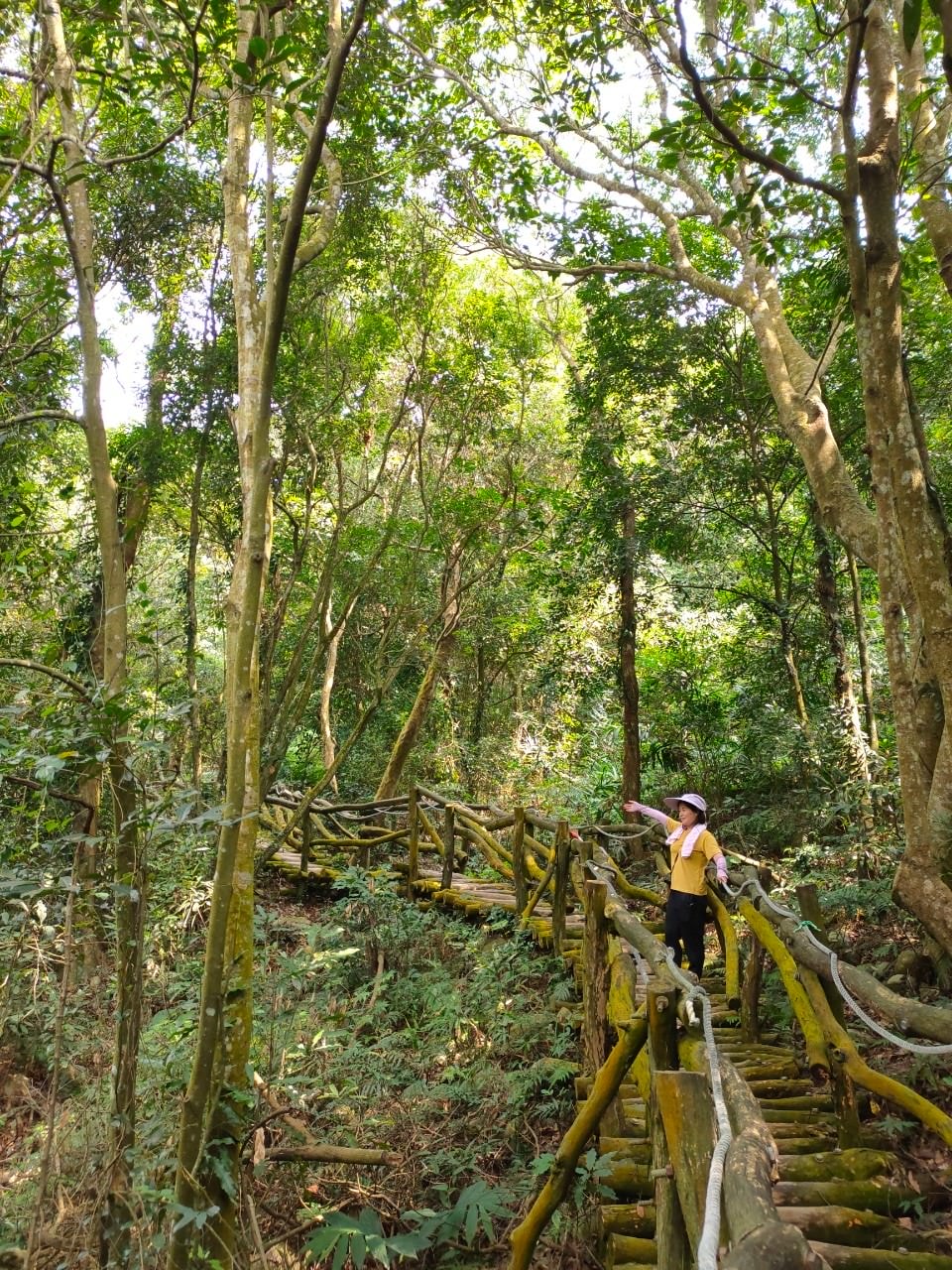 台中爬山┃素人挑戰「大坑步道」木棧道走到哭 1-12條登山步道 這風景讚 傳說中的網紅步道