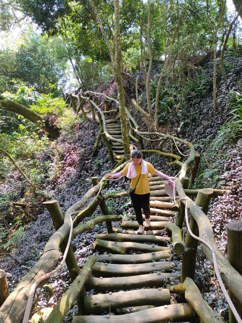 台中爬山┃素人挑戰「大坑步道」木棧道走到哭 1-12條登山步道 這風景讚 傳說中的網紅步道