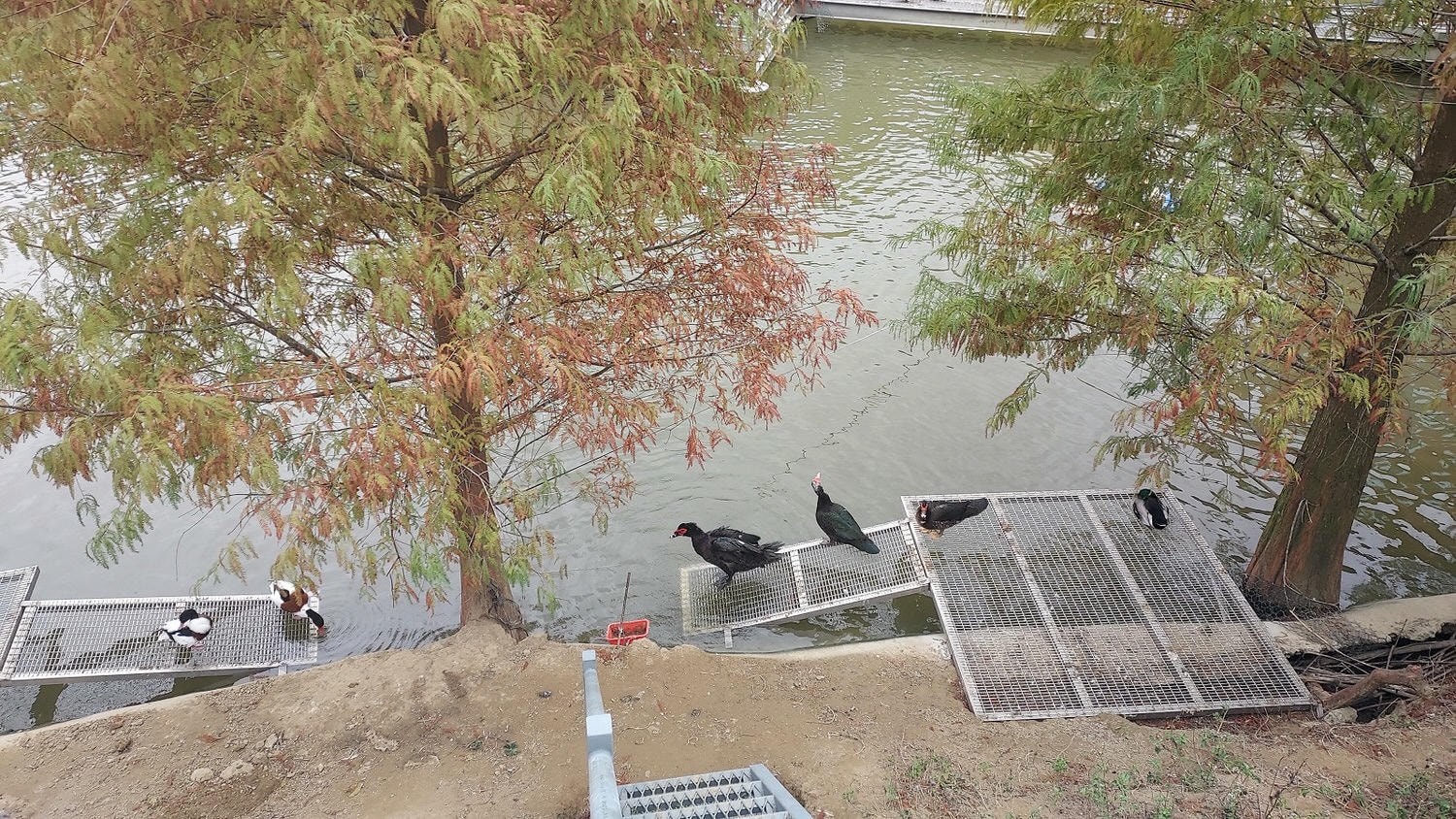 苗栗南庄三灣┃一日行程 秘境300棵 三灣落羽松免門票 順遊南庄蘇維拉莊園超長溜滑梯 吃客家菜