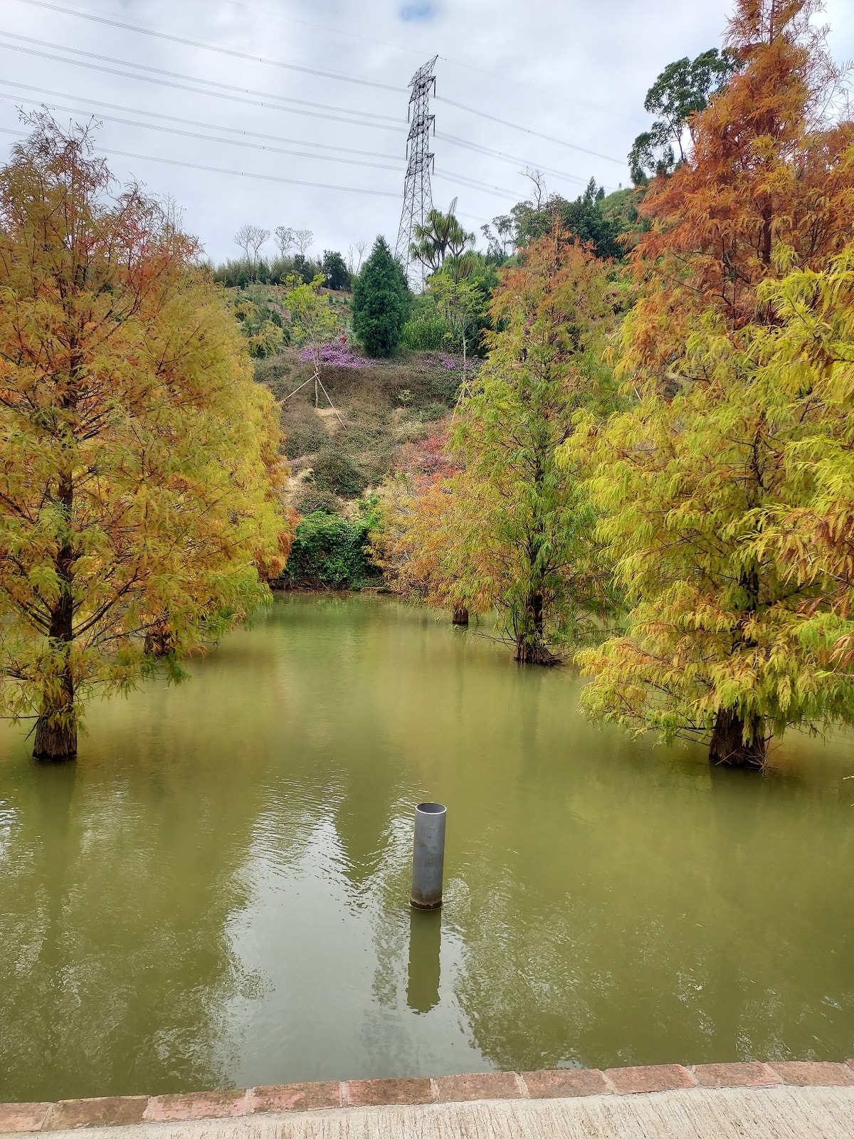 苗栗南庄三灣┃一日行程 秘境300棵 三灣落羽松免門票 順遊南庄蘇維拉莊園超長溜滑梯 吃客家菜