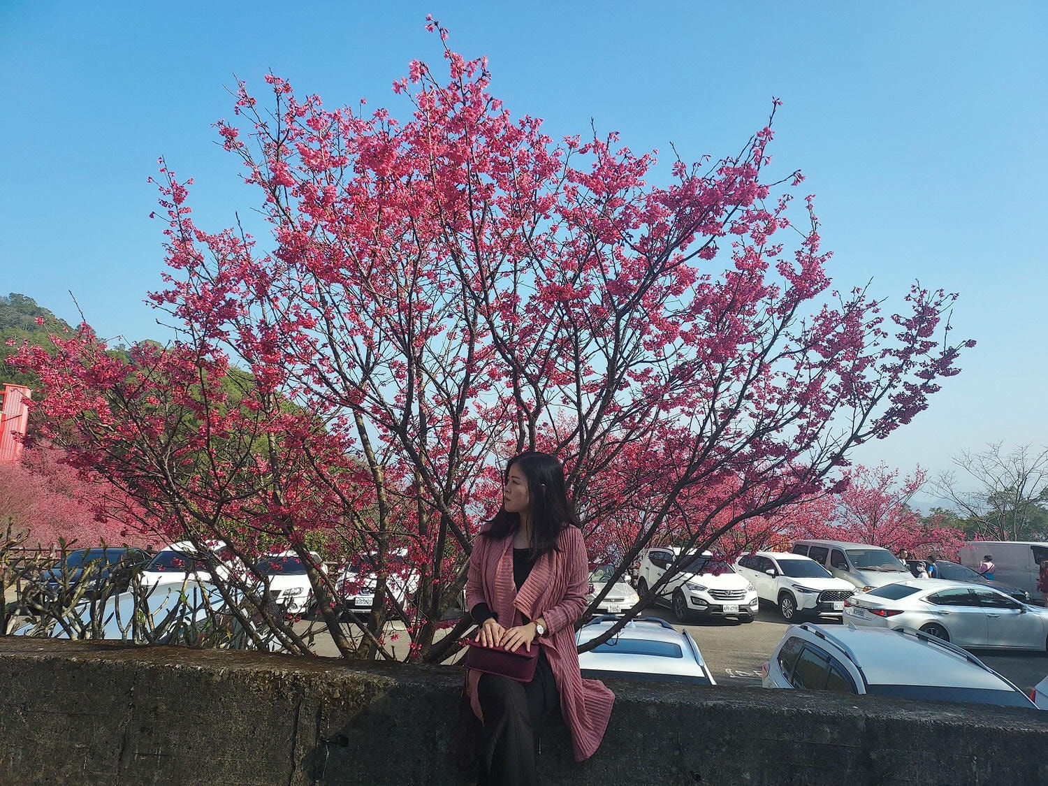 苗栗獅潭┃一日行程~苗栗賞櫻「協雲宮櫻花步道」順路吃「桃之屋」公館超親民道地客家料理